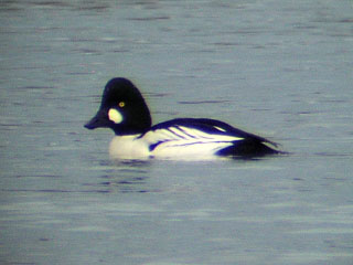 Goldeneye