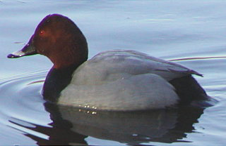 Pochard