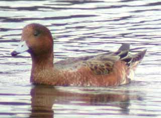 Wigeon
